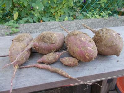 東京都港区高輪にある、保育のお仕事求人