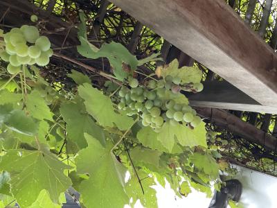 東京都港区高輪1-16-15-2階にある、（保育園）用務員のお仕事求人